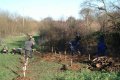 Last stage is mulching the trees in the new coppice