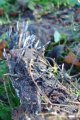 Candlewick fungi in the 