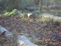 A winter scene along the desire path in the 