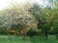 Old Apple Trees