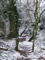 The desire path looking pretty in white