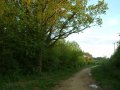 Oak by main path running parallel to A331