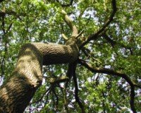 Trees and Shrubs