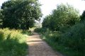 Looking up path to main wood, oak tree on left
