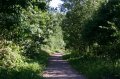 Looking down butterfly scallop path to Ancient Wood