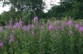 Rosebay Willowherb cascade (Chamerion Augustifolium)