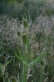 Teasel (Dipsacus Fullonum)
