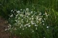 Scented Mayweed (Matricaria Recutita)