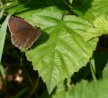 Ringlet butterfly