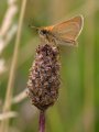 Essex Skipper on Ribwort Plantain