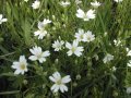 Greater Stitchwort (Stellaria holostea)