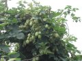 Hops (unknown variety - old brewery days)