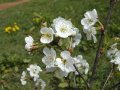 Cherry Blossom