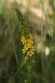 Agrimony (Agrimonia Eupatoria)