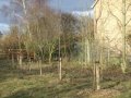 Cherry Tree Walk freshly planted