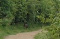 Roe Deer