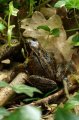 Common Frog (Rana tempora)