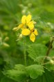 Greater Celandine (Chelidonium majus)