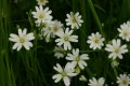 Greater Stitchwort (Stellaria holostea)