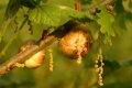 Oak Apple Gall on Sessile Oak tree