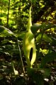 Wild Arum (Arum maculatum)