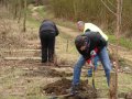 Team work - digging and planting cherry trees at Cherry Tree Walk