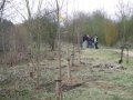 All the trees in at Cherry Tree Walk