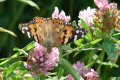 Painted Lady (Vanessa cardui) wings open