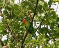 Red Faced Lovebird in orchard (angled face)
