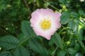 Dog Rose (Rosa canina) along desire path