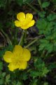 Meadow Buttercup (Ranunculus acris) by desire path