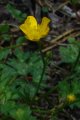 Meadow Buttercup (Ranunculus acris) along the desire path