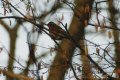 Redwing (Turdus iliacus)