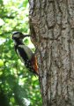 Great Spotted Woodpecker in old wood