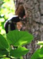 Mother Greater Spotted Woodpecker feeding young