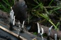 Candlewick Fungi