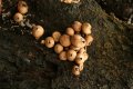 Puffball Fungi