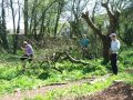 An old apple tree is cut back to make it safe
