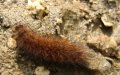 Caterpillar (unidentified)