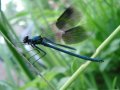 Blue damsonfly