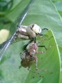Newly emerged dragonfly and case
