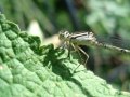 White damsonfly