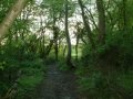 Woodland Path by 