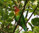 Red Faced Lovebird in the orchard