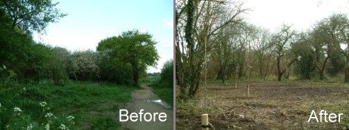 Orchard before and after